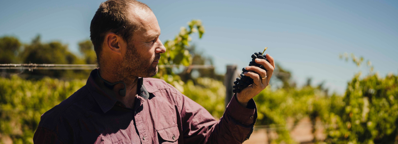 A man inspecting grapes at Wise Wine vineyard 